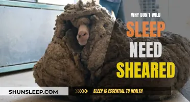 Wild Sheep: Shear-Free and Happy in the Wild