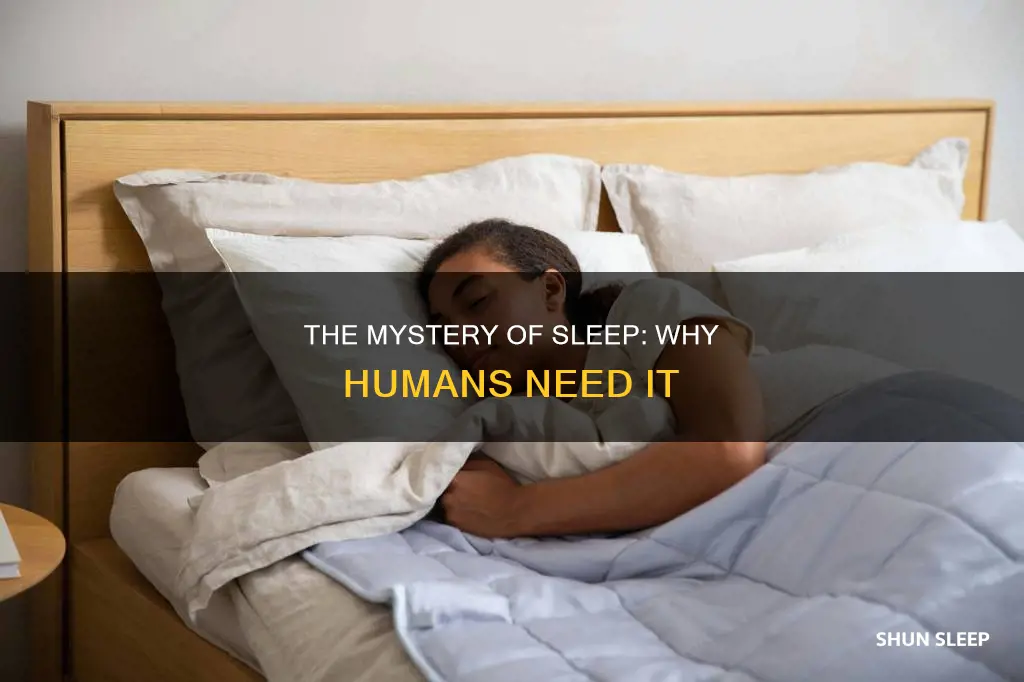 why dp humans need sleep