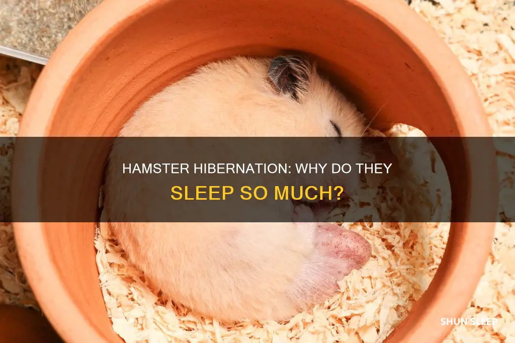 why has my hamster been sleeping all day