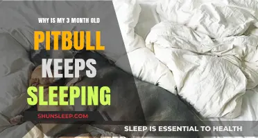 Pitbull Puppy Napping: What's Normal?