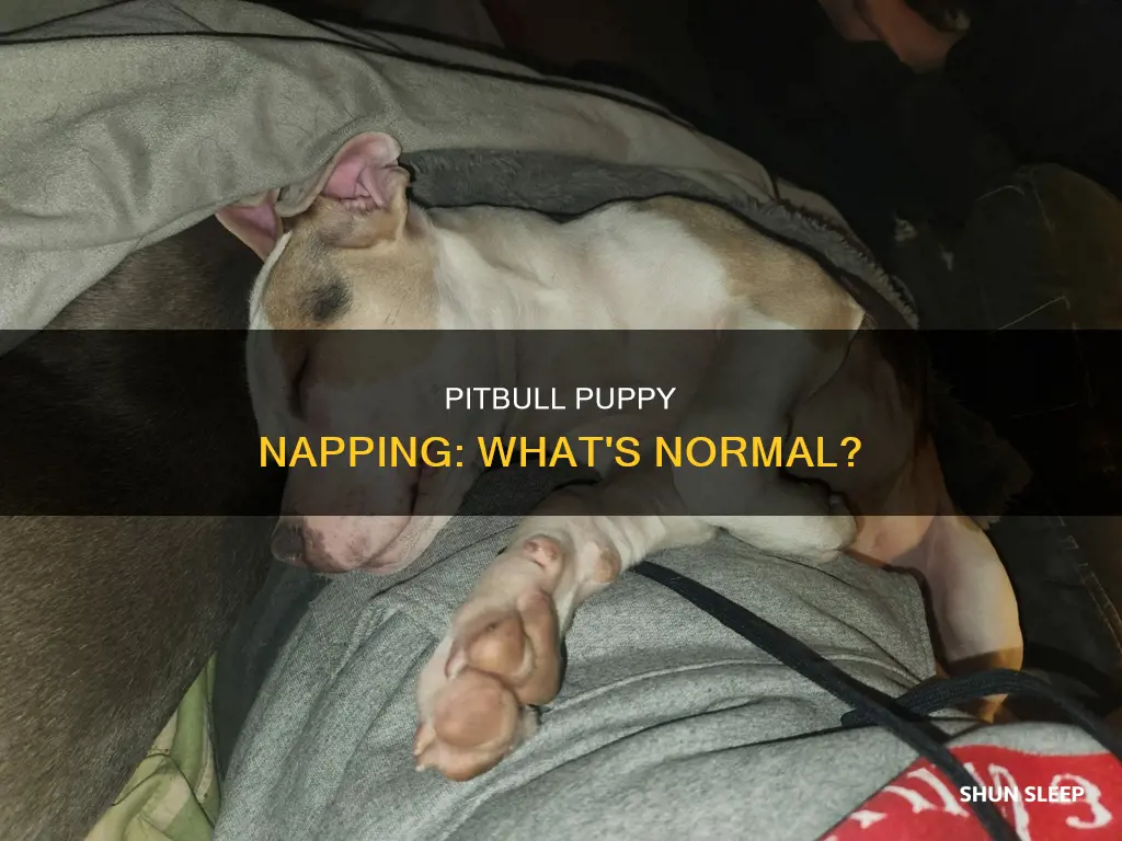 why is my 3 month old pitbull keeps sleeping