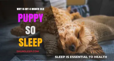 Puppy Sleep: Why Your 4-Month-Old Pup Naps So Much