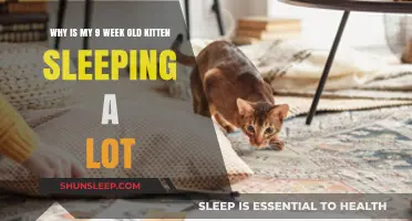 Kitten Napping: Why Your Young Cat Sleeps So Much