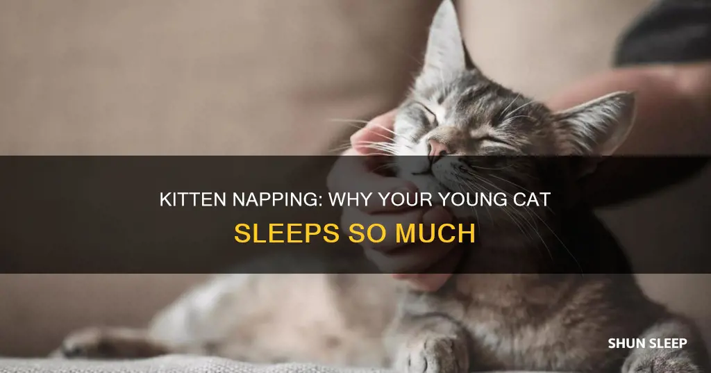 why is my 9 week old kitten sleeping a lot