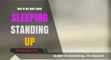 Why Do Baby Chicks Sleep Standing Up? Unraveling the Mystery