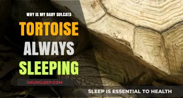 Understanding Your Sulcata Tortoise's Sleep Patterns: Causes and Concerns