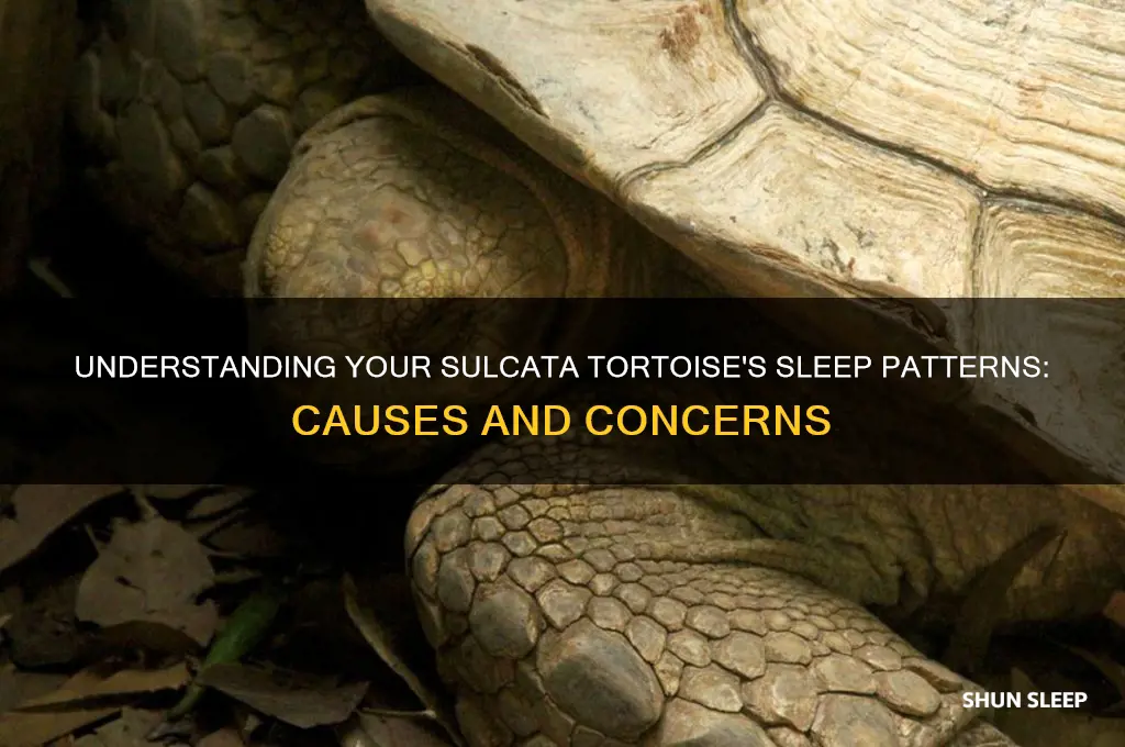 why is my baby sulcata tortoise always sleeping