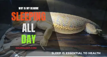 Beardie Sleeping All Day: What's Wrong or Right?