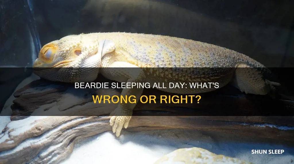 why is my beardie sleeping all day