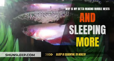 Betta Bubble Nests: Sleep Patterns Explained