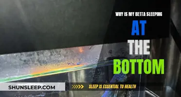 Betta Sleeping at the Bottom: What's Wrong?