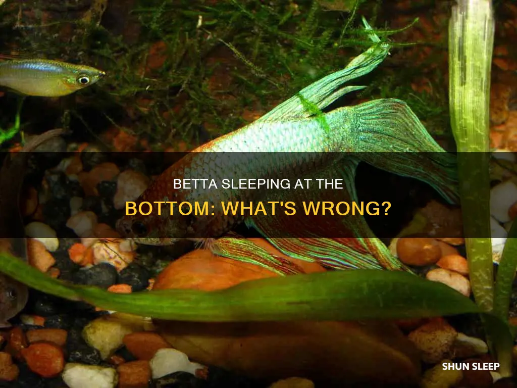 why is my betta sleeping at the bottom