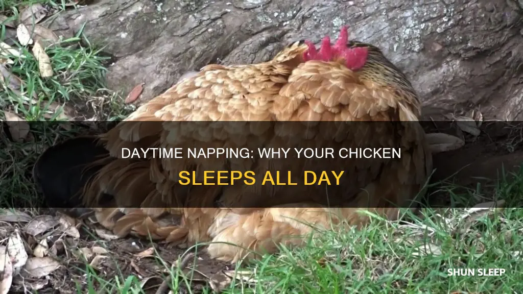 why is my chicken sleeping all day