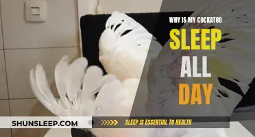 Cockatoo Sleeping All Day: What Owners Need to Know