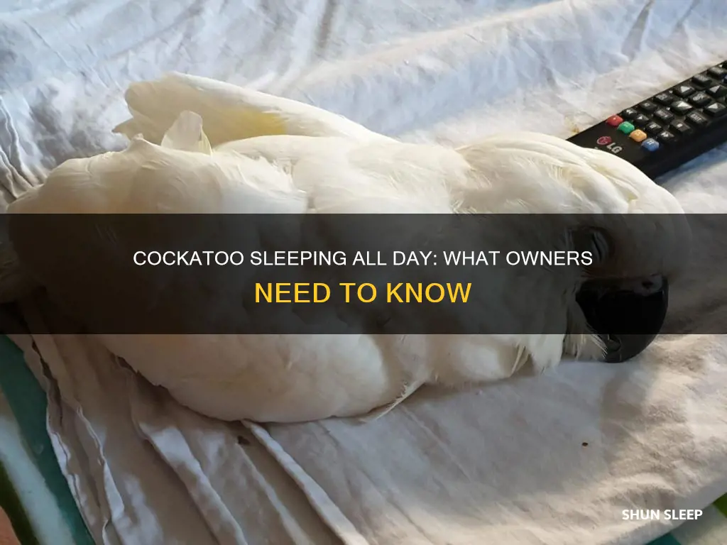 why is my cockatoo sleep all day