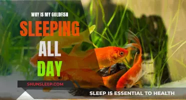 Goldfish Sleeping All Day: What Does It Mean?