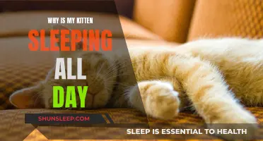 Is Your Kitten Sleeping All Day? Here's Why