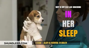 Elderly Labs Shivering: Sleep Disorders and Your Dog