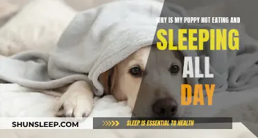 Puppy Won't Eat? It Could Be Their Sleep Pattern