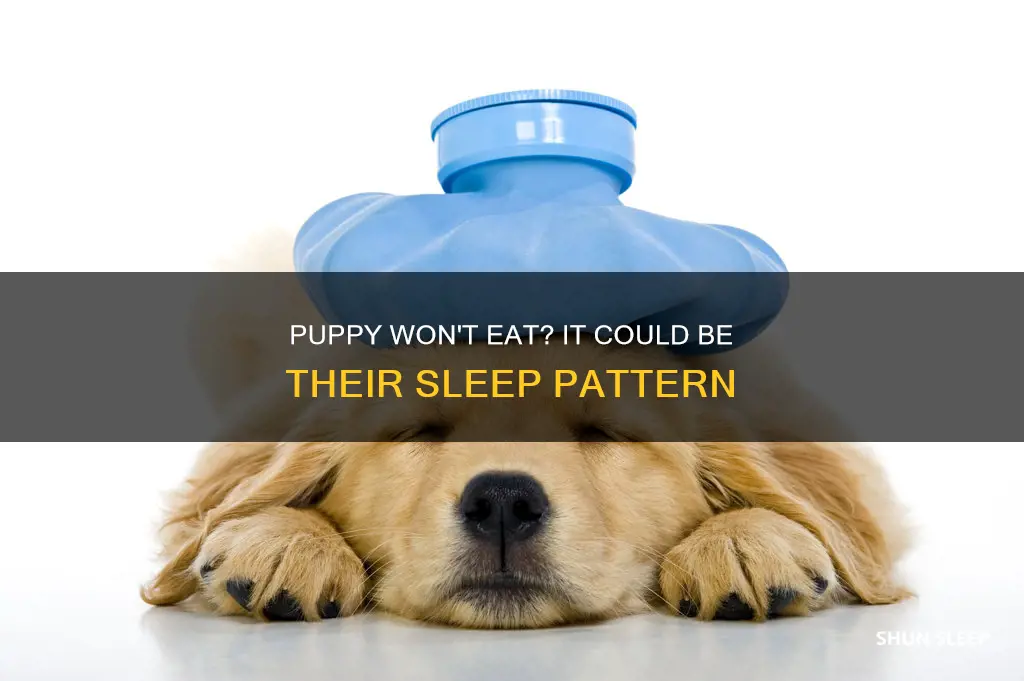 why is my puppy not eating and sleeping all day