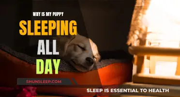 Puppy Naps: Understanding Your Dog's Sleep Patterns