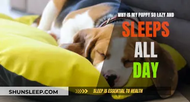 Lazy Puppies: Why Does My Dog Sleep All Day?