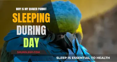 Parrot Napping: Daytime Sleep and Your Quaker Parrot