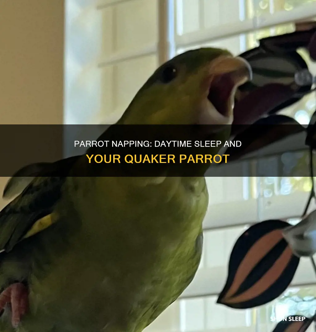 why is my quaker parrot sleeping during day