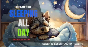 Yorkie Sleeping All Day: What Does It Mean?