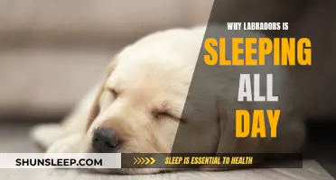 Labradors Sleeping All Day: What Does It Mean?