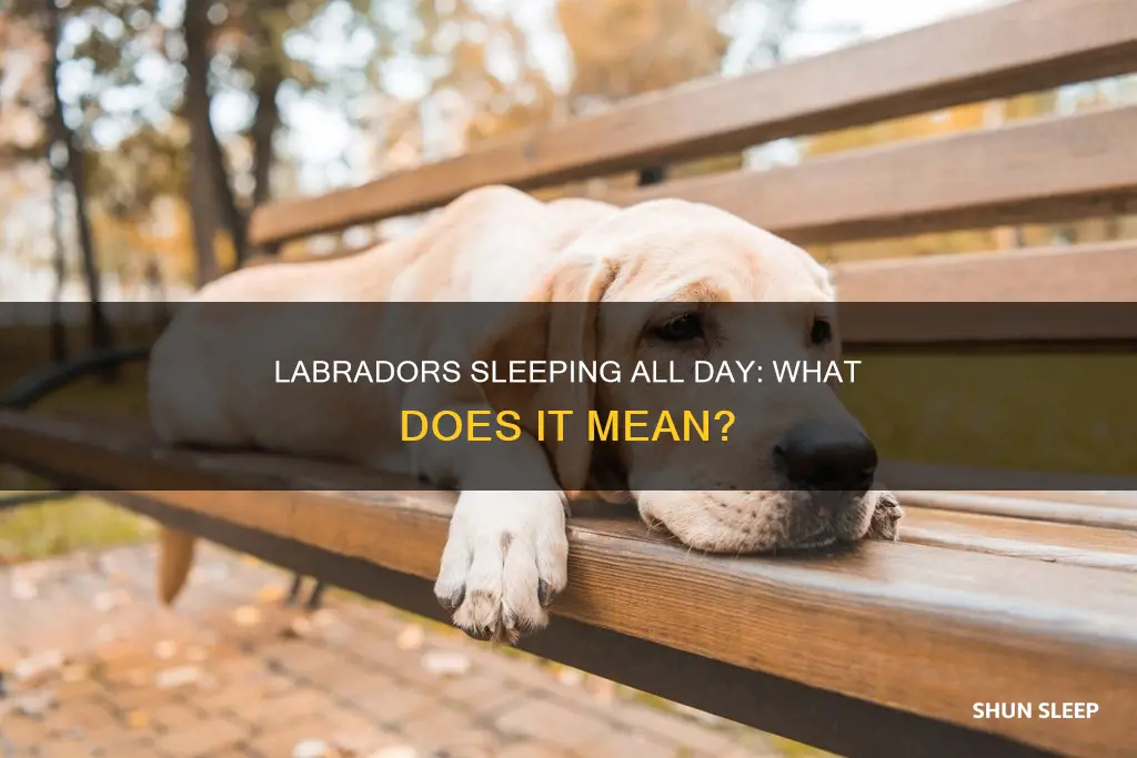 why labradors is sleeping all day