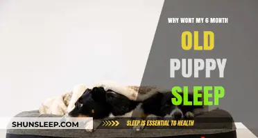 How to Help Your Six-Month-Old Puppy Sleep