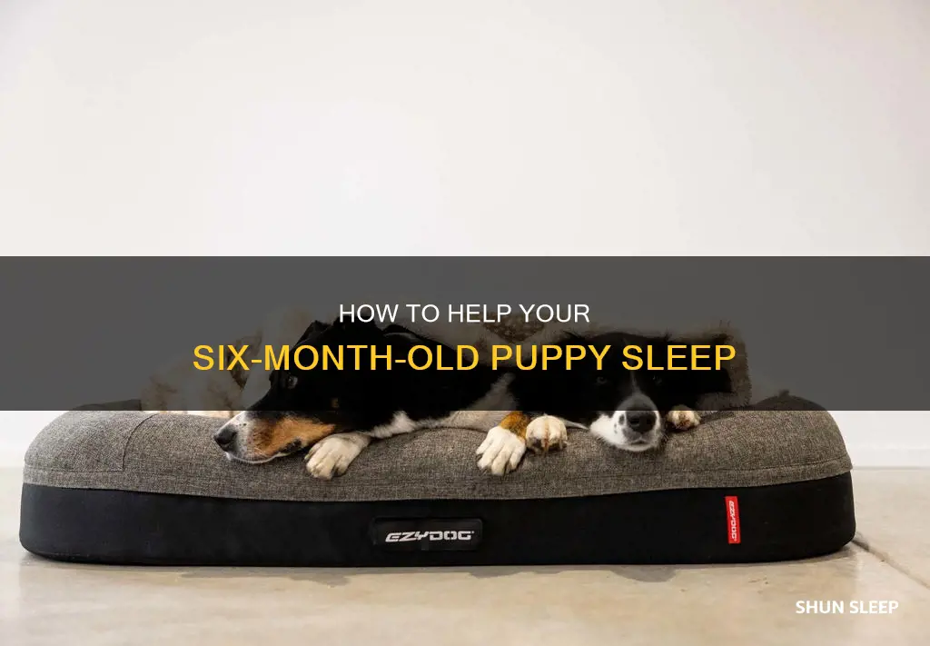 why wont my 6 month old puppy sleep