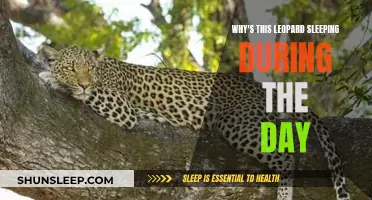 Leopards' Daytime Slumber: Unveiling Their Nocturnal Hunting Strategy