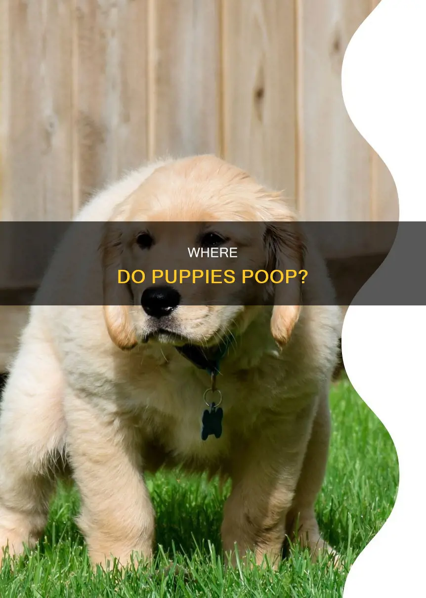 will 5 week old puopy poop where sleep