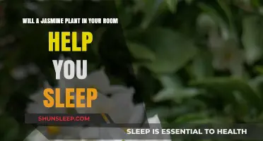 Jasmine Plant in Your Room: A Natural Sleep Aid?