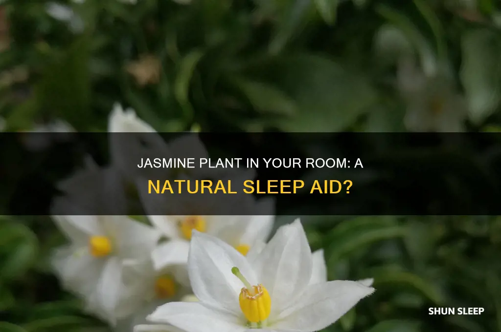 will a jasmine plant in your room help you sleep