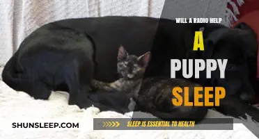 Can Radio Sounds Soothe Your Puppy to Sleep? Expert Tips