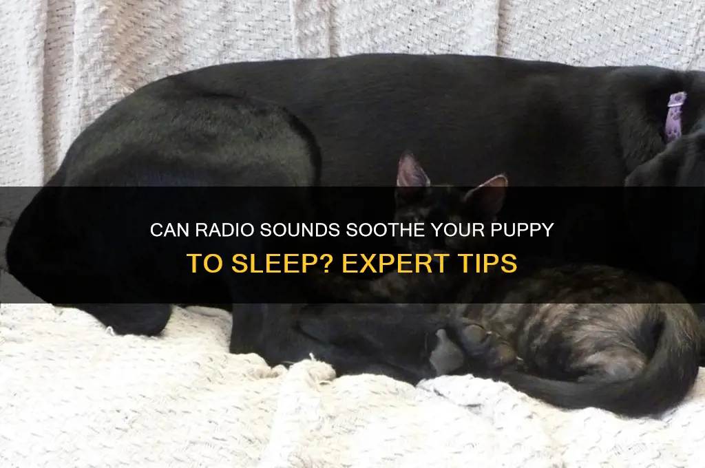 will a radio help a puppy sleep
