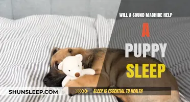 Can Sound Machines Improve Puppy Sleep Quality and Calmness?