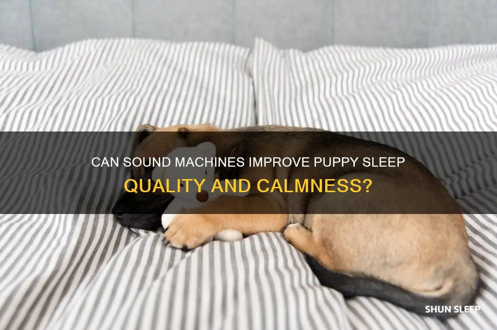 will a sound machine help a puppy sleep