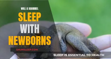Squirrel Mothers and Their Newborn Babies: Do They Sleep?