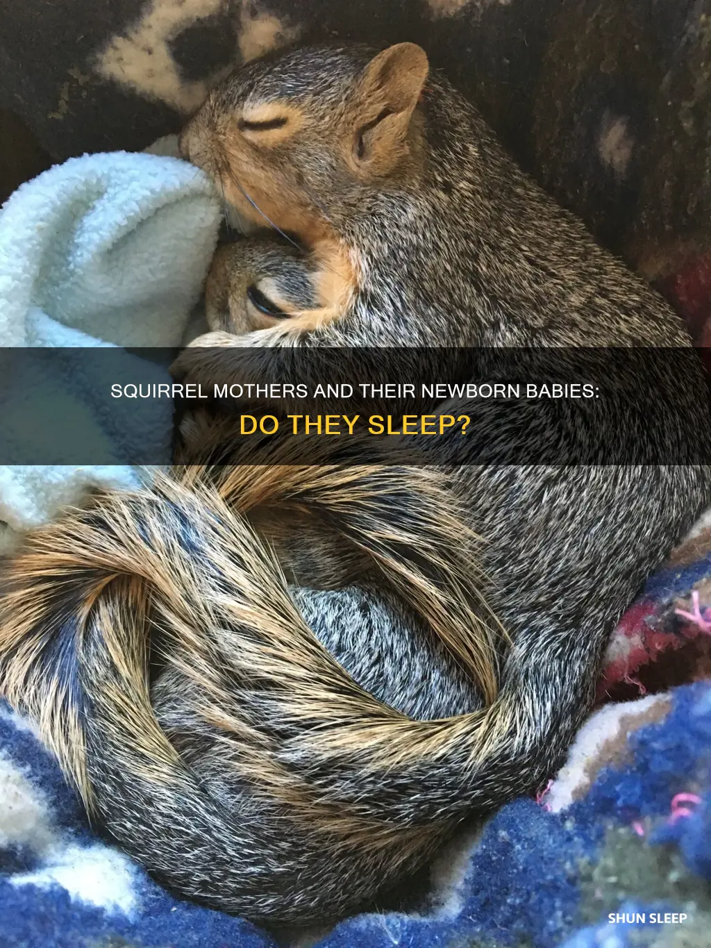 will a squirrel sleep with newborns