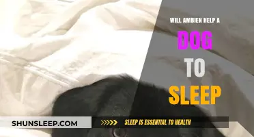 Can Ambien Safely Aid Your Dog's Sleep? Expert Insights