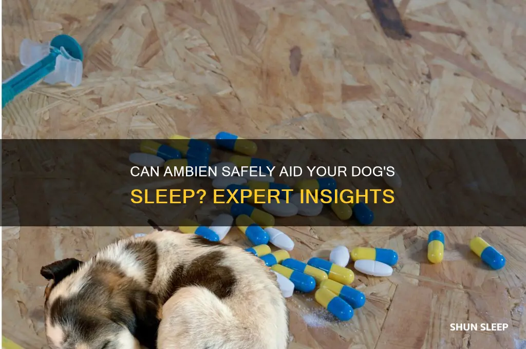 will ambien help a dog to sleep