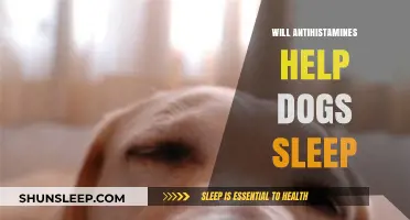 Can Antihistamines Aid Your Dog's Sleep? What Owners Should Know
