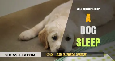 Can Benadryl Safely Aid Your Dog's Sleep? Expert Insights