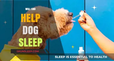 Can CBD Improve Your Dog's Sleep Quality? A Comprehensive Guide