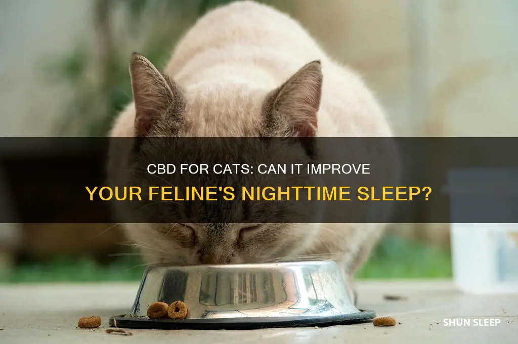 will cbd help my cat sleep at night