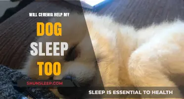 Cerenia for Dogs: Can It Aid Sleep and Calm Anxiety?